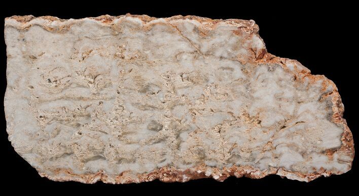 Paleoproterozoic Columnar Stromatolite (Eucapsiphora) - Australia #65523